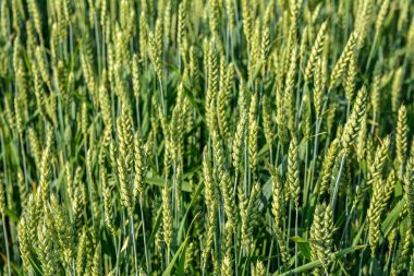Yazın erken saatlerinde rüzgarda savrulan buğday. Geleneksel yeşil buğday ekinleri. Eşsiz doğal fotoğraf. Toprakta yetişen genç buğday bitkileri..