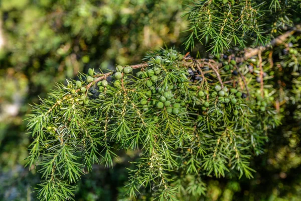 Juniperus Communis Medicinsk Växt Och Vintergrönt Träd Den Vanliga Enbär — Stockfoto