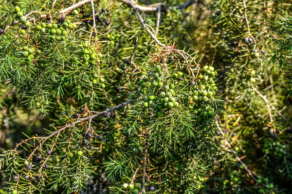 Juniperus Communis Medicinal Plant Evergreen Tree Common Juniper Branch Junpier — Fotografia de Stock