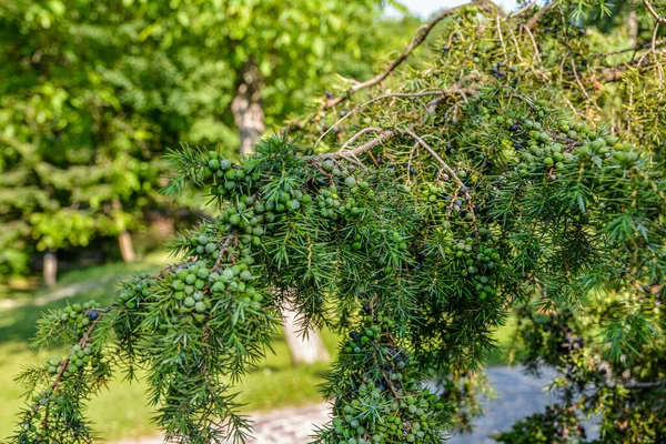 Джуніперські Комуністи Лікарська Рослина Вічнозелене Дерево Звичайний Ялівець Гілка Ялівцю — стокове фото