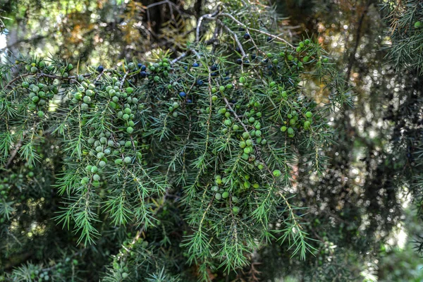 Juniperus Communis Medicinal Plant Evergreen Tree Common Juniper Branch Junpier — Photo