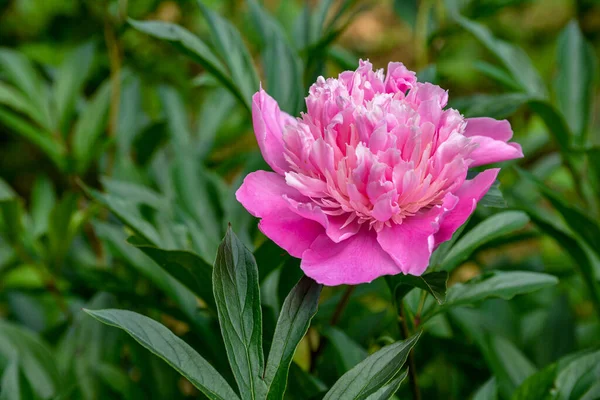 庭の花はピンクで美しい咲く牡丹ブッシュ — ストック写真