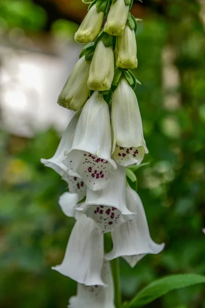 Foxglove Digitalis Blooms Flower Bed Summer Garden Close Flowers Including — Stock Photo, Image