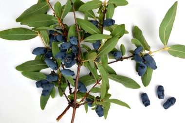 Dalın üzerinde olgun ve sulu hanımeli meyveleri, yaz arkaplanı. Yenilebilir hanımeli Lonicera 'nın olgun meyveleri bir dalda. Yapraklı böğürtlenler.