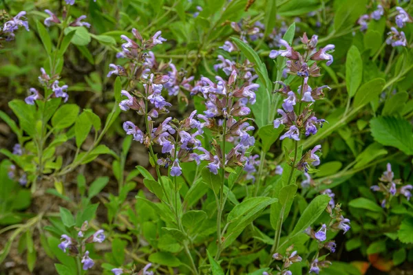 Zsálya Salvia Officinalis Organikus Kertben Gyógynövény Egészséges Táplálkozás Fogalma Lila — Stock Fotó