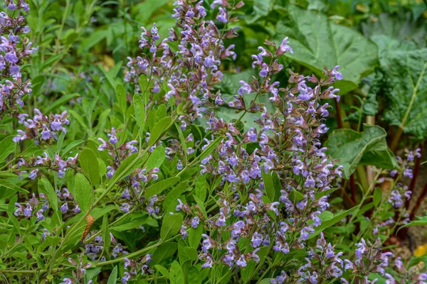 Sauge Salvia Officinalis Dans Jardin Bio Herbe Médicinale Concept Nutrition — Photo