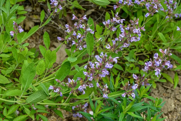 Sage Salvia Officinalis Organic Garden 健康营养的概念 紫丁香是薄荷植物科的一种草本植物 草本植物和花卉概念 — 图库照片