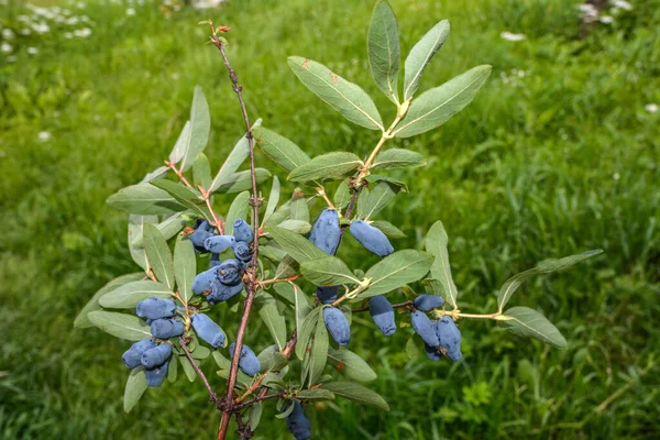 여름의 배경인 가지에 열매를 것이다 수있는 젖먹이 열매가 배경으로 나뭇가지에 — 스톡 사진
