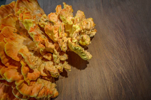 木の上のオレンジ真菌 Laetiporus Sulphureus 硫黄の棚 木の鶏 木の切り株のブラケット真菌 — ストック写真