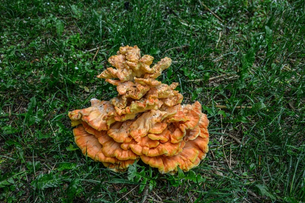 Pomerančová Houba Stromě Laetiporus Síra Sirný Šelf Kuřecí Maso Houba — Stock fotografie