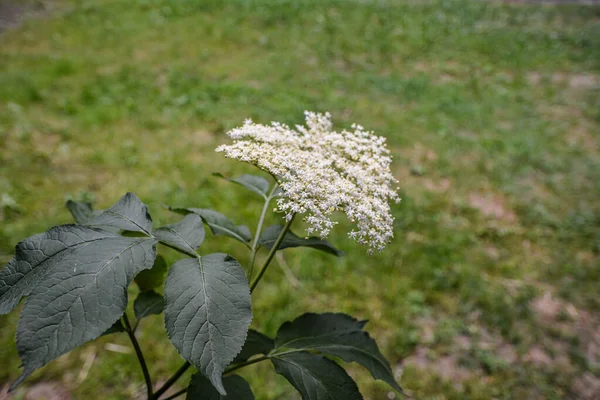 春に黒長老の花芽と花 サンブカス ニングラ サンブカス ニングラ エルダーベリー 黒長老の白い花 — ストック写真