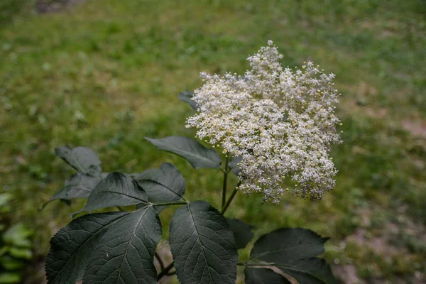 Virág Bimbók Virágok Fekete Vén Tavasszal Sambucus Nigra Sambucus Nigra — Stock Fotó