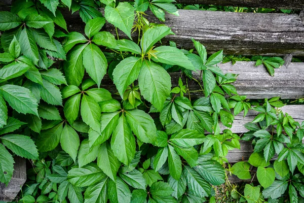 Leafy green texture. Virginia creeper or five leaves ivy climbing plant pattern. Parthenocissus quinquefolia Engelmannii vines natural floral background. Foliate yard wall abstract backdrop close up