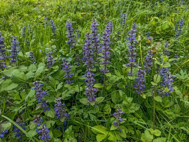 Ajuga sürüngenleri bugleweed olarak da bilinir. Mavi borazan sürüngenleri çiçek açan bahar bitkileri, çiçek açan bugleweed çiçekleri grubu.
