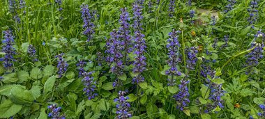 Ajuga sürüngenleri bugleweed olarak da bilinir. Mavi borazan sürüngenleri çiçek açan bahar bitkileri, çiçek açan bugleweed çiçekleri grubu.