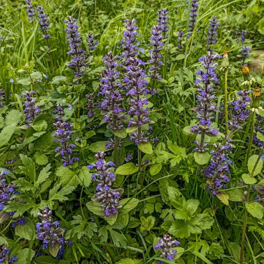 Ajuga sürüngenleri bugleweed olarak da bilinir. Mavi borazan sürüngenleri çiçek açan bahar bitkileri, çiçek açan bugleweed çiçekleri grubu.