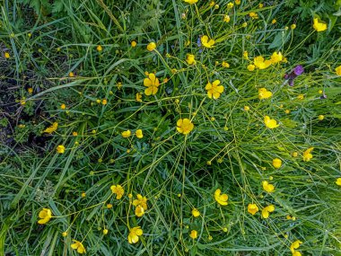 Düğünçiçeği iğneleyici, yaygın bir tür düğün çiçeği. Rannculus acris. Tarla, orman bitkisi. Çiçek yatağı, güzel, nazik bitkiler. Sarı çiçekler.