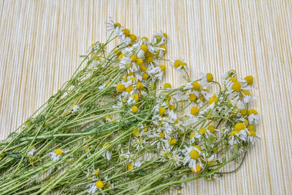 Fechado Acima Gardenfield Camomila Umas Flores Brancas Amareladas Pequenas Chamadas — Fotografia de Stock