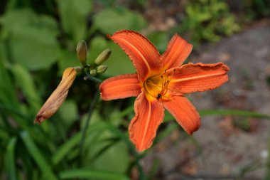 Baharda tek bir portakallı Lilly ya da Kaplan Lilly çiçeğini uzun yeşil çimlere yakın tut. .