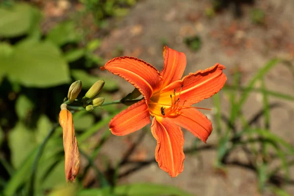 Gros Plan Une Seule Fleur Lis Orange Lis Tigre Contre — Photo