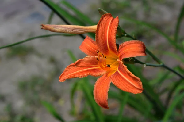 Zbliżenie Pojedynczego Kwiatu Pomarańczy Lilly Lub Tygrysa Lilly Wysokimi Zielonymi — Zdjęcie stockowe