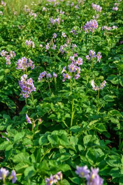 Bahçede patatesler açar. Yaz günü çiçek açan patatesler. .