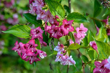 Weigela çalıları pembeleşiyor. Güzel bir bahar bahçesi. (Weigela Florida) Çiçekler.