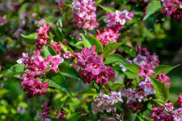 Weigela低木がピンクを咲かせます 美しい春の庭 ウィゲラ フロリダ — ストック写真