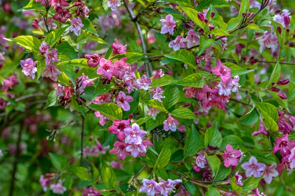 Weigela Buskar Blommar Rosa Vacker Vårträdgård Weigela Florida Blommor — Stockfoto