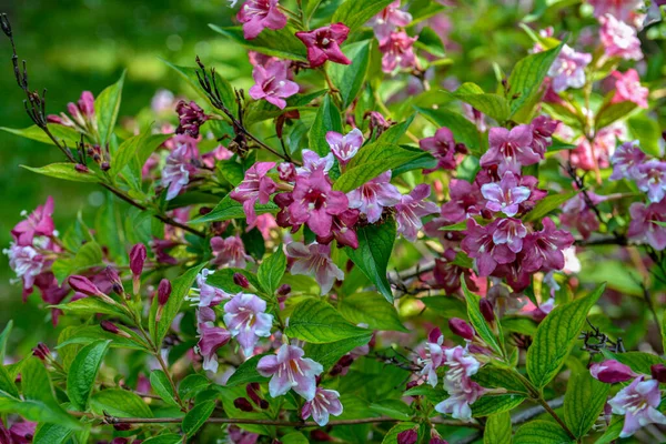 Weigela低木がピンクを咲かせます 美しい春の庭 ウィゲラ フロリダ — ストック写真