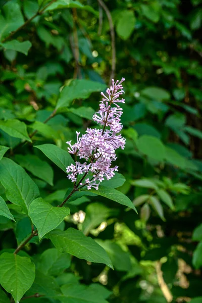 Inflorescence Hungarian Lilac Blurred Background Green Vegetation Latin Name Syringa — Stock Photo, Image