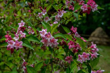 Weigela çalıları pembeleşiyor. Güzel bir bahar bahçesi. (Weigela Florida) Çiçekler.