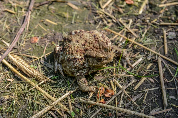 Toad Bufo Bufo Est Une Grenouille Originaire Des Régions Sablonneuses — Photo