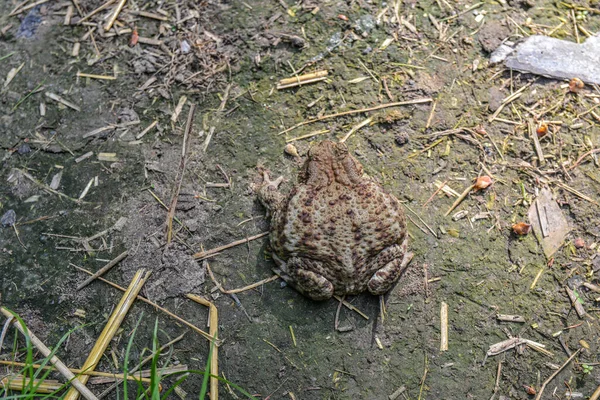 Жаба Bufo Bufo Является Лягушка Уроженец Песчаных Языческих Районах Европы — стоковое фото