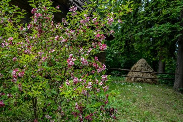 Weigela Çalıları Pembeleşiyor Güzel Bir Bahar Bahçesi Weigela Florida Çiçekler — Stok fotoğraf