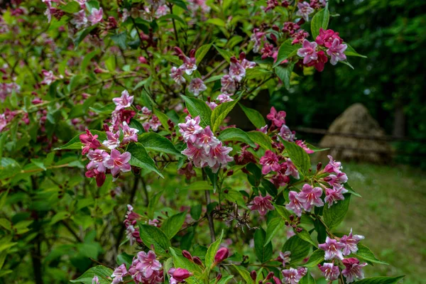 Krzewy Weigela Kwitnące Różowo Piękny Wiosenny Ogród Weigela Florida Kwiaty — Zdjęcie stockowe