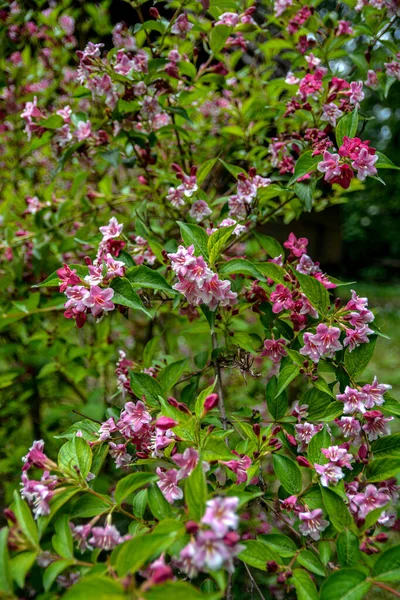 Krzewy Weigela Kwitnące Różowo Piękny Wiosenny Ogród Weigela Florida Kwiaty — Zdjęcie stockowe