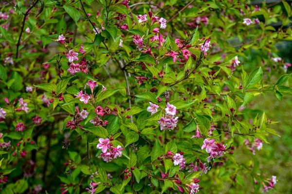 Krzewy Weigela Kwitnące Różowo Piękny Wiosenny Ogród Weigela Florida Kwiaty — Zdjęcie stockowe