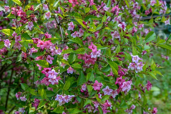 Кусты Вайгелы Цветут Розовыми Прекрасный Весенний Сад Weifa Florida Цветы — стоковое фото