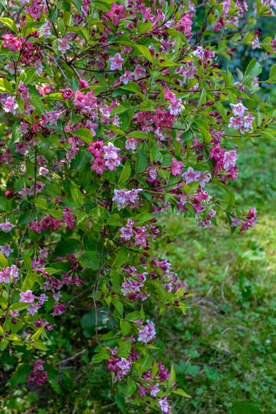 Weigela Buskar Blommar Rosa Vacker Vårträdgård Weigela Florida Blommor — Stockfoto