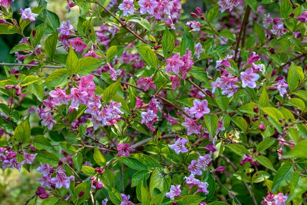 Кусты Вайгелы Цветут Розовыми Прекрасный Весенний Сад Weifa Florida Цветы — стоковое фото