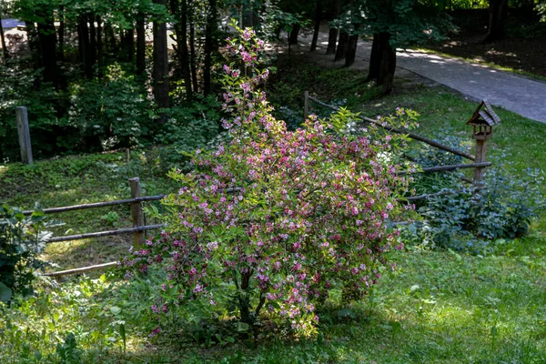 Weigela Sträucher Blühen Rosa Ein Schöner Frühlingsgarten Weigela Florida Blüht — Stockfoto