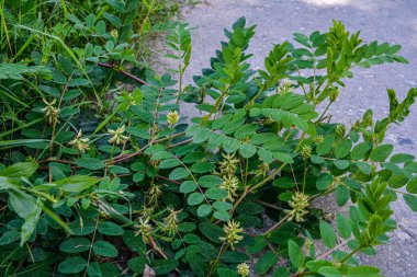 astragalus cicer veya nohut milkvetch yeşil bitki arka planı .