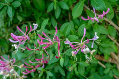 Çiçek tomurcuklarıyla keçi yaprağı hanımeli (Lonicera caprifolium), yakın plan. Çiçekler çiçek açmış. .