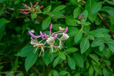 Çiçek tomurcuklarıyla keçi yaprağı hanımeli (Lonicera caprifolium), yakın plan. Çiçekler çiçek açmış. .