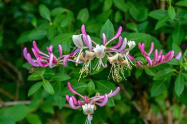 Çiçek tomurcuklarıyla keçi yaprağı hanımeli (Lonicera caprifolium), yakın plan. Çiçekler çiçek açmış. .