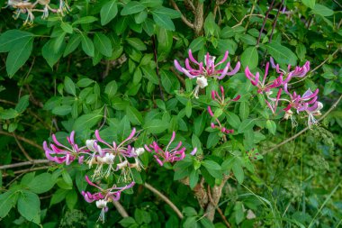Çiçek tomurcuklarıyla keçi yaprağı hanımeli (Lonicera caprifolium), yakın plan. Çiçekler çiçek açmış. .