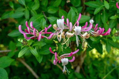 Çiçek tomurcuklarıyla keçi yaprağı hanımeli (Lonicera caprifolium), yakın plan. Çiçekler çiçek açmış. .