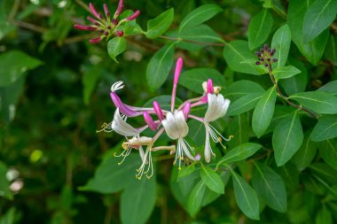 Çiçek tomurcuklarıyla keçi yaprağı hanımeli (Lonicera caprifolium), yakın plan. Çiçekler çiçek açmış. .