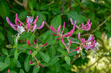 Çiçek tomurcuklarıyla keçi yaprağı hanımeli (Lonicera caprifolium), yakın plan. Çiçekler çiçek açmış. .
